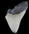 Bargain Megalodon Tooth - North Carolina #28504-1